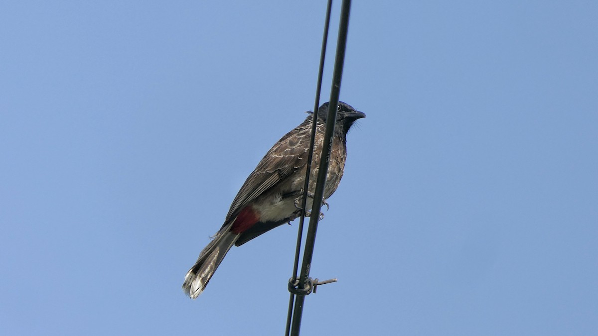 Red-vented Bulbul - ML555339321