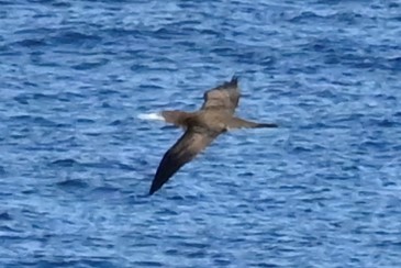 Brown Booby - ML555340031