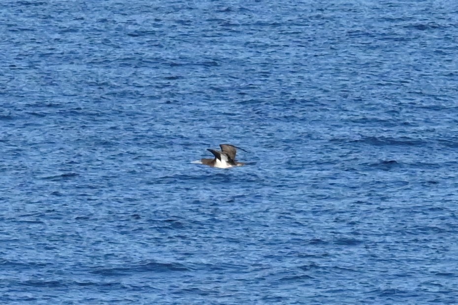 Brown Booby - ML555340041