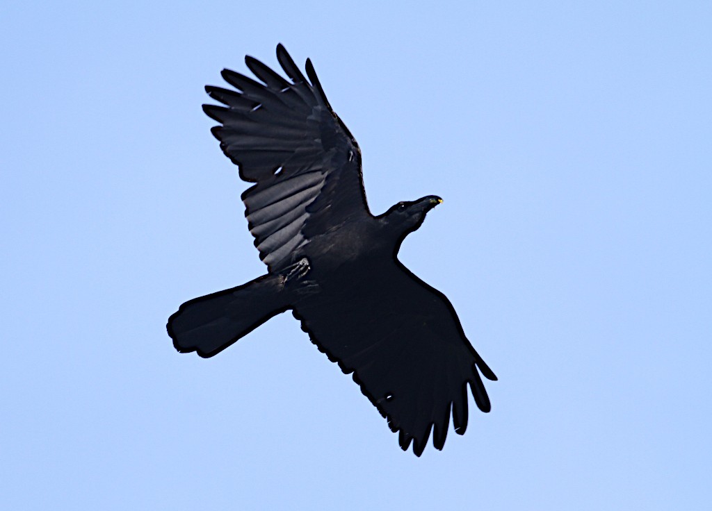 Large-billed Crow (Large-billed) - ML555341191