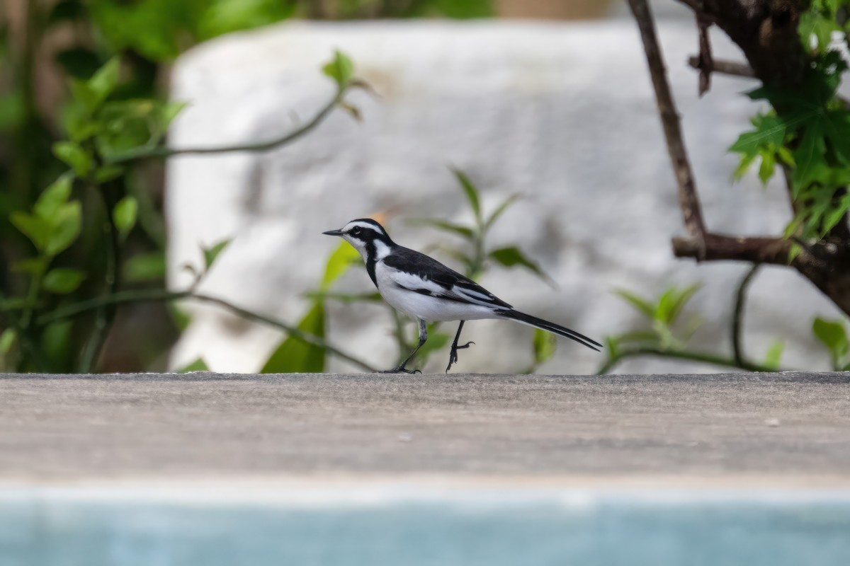 African Pied Wagtail - ML555342331