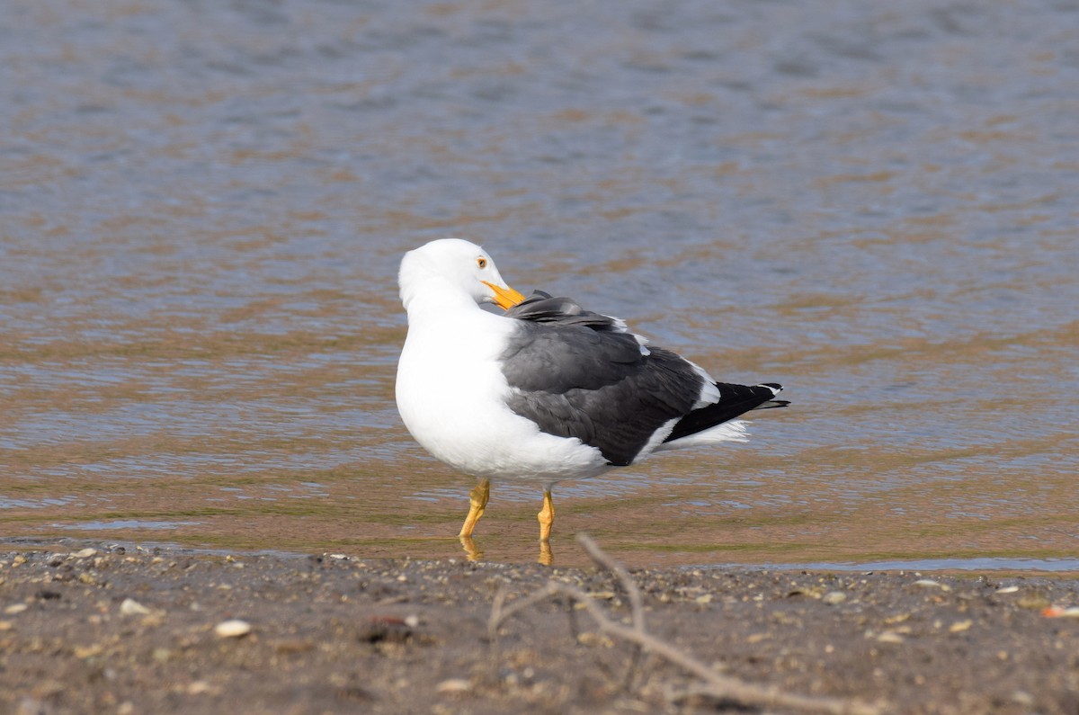 Yellow-footed Gull - ML555343591