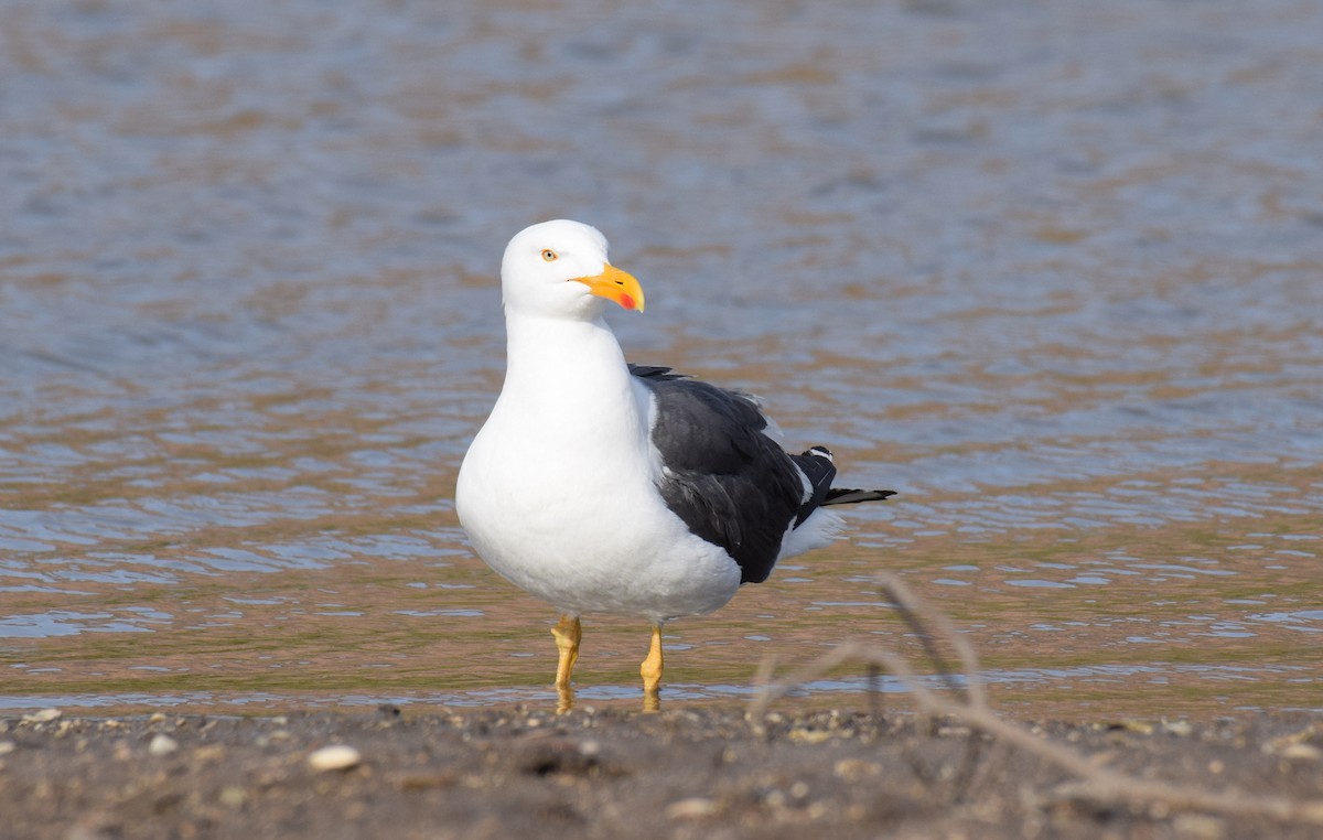 Yellow-footed Gull - ML555343641