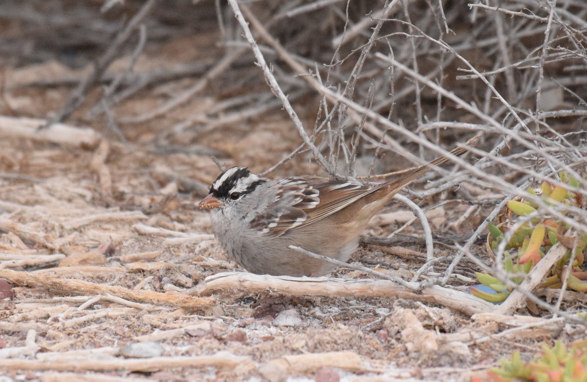 White-crowned Sparrow (oriantha) - ML555343961
