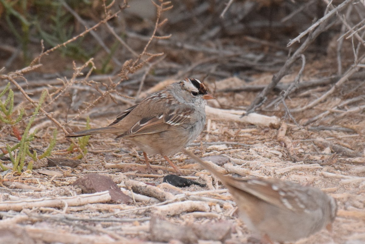 White-crowned Sparrow (oriantha) - ML555343981