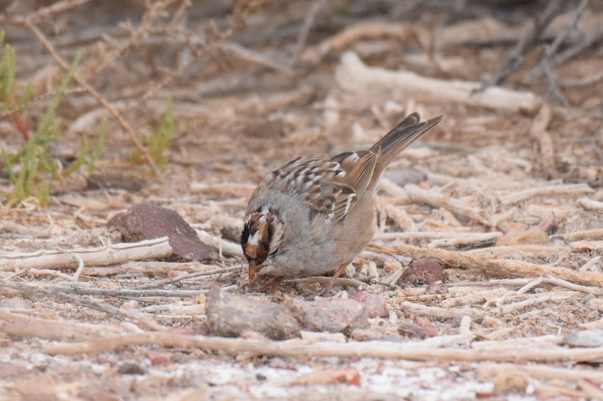 White-crowned Sparrow (oriantha) - ML555343991