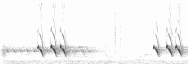 Çizgili Panterkuşu [melanocephalus grubu] - ML55534401