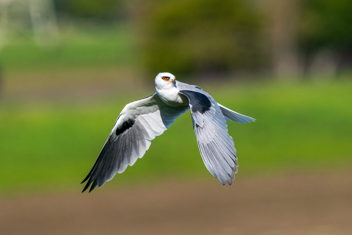 White-tailed Kite - L Lang