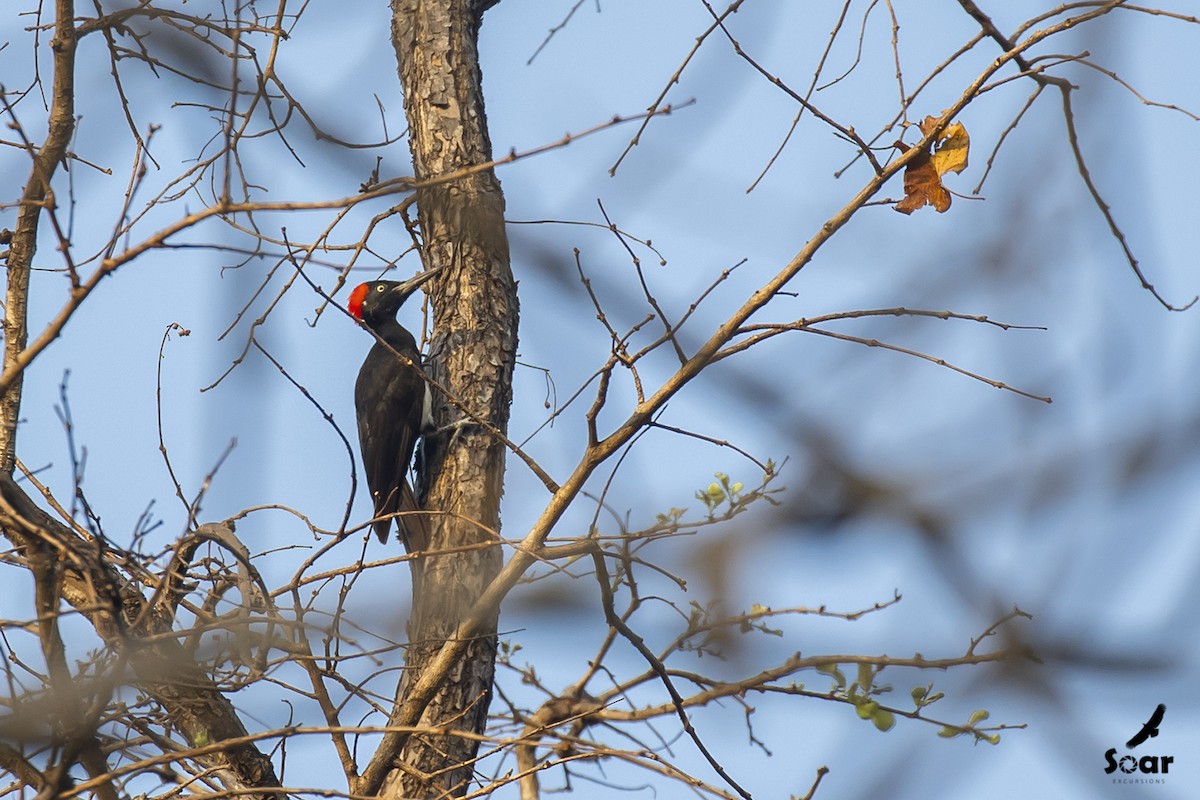 White-bellied Woodpecker - ML555345421
