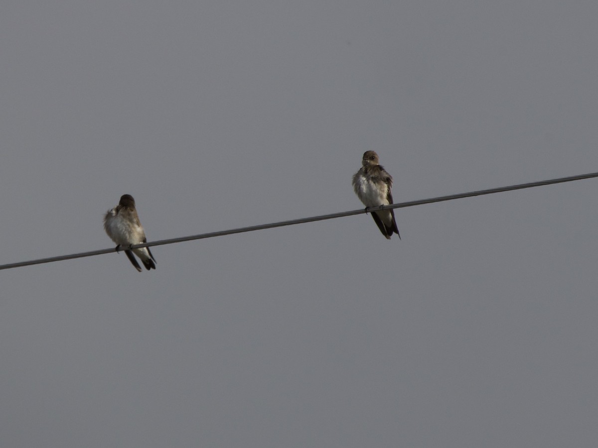 Northern Rough-winged Swallow - ML555352851