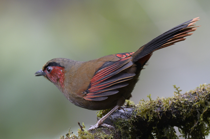 Red-faced Liocichla - ML555355191