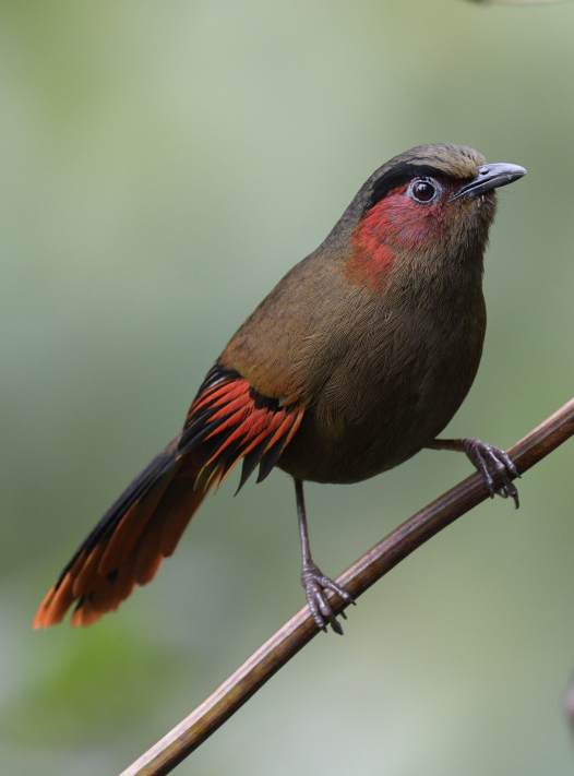 Red-faced Liocichla - ML555355201