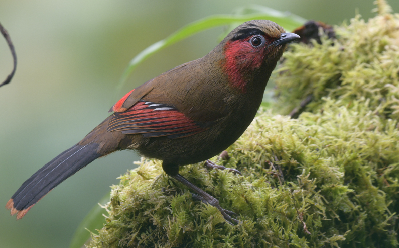 Red-faced Liocichla - ML555355221