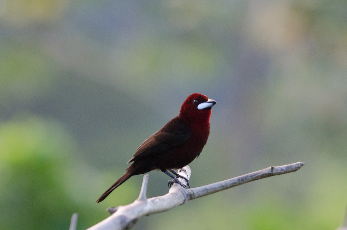 Silver-beaked Tanager - ML55535961
