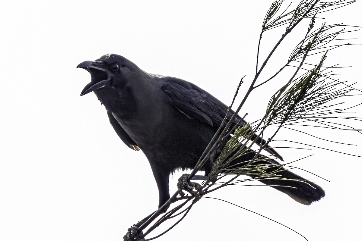 Large-billed Crow - ML555359911