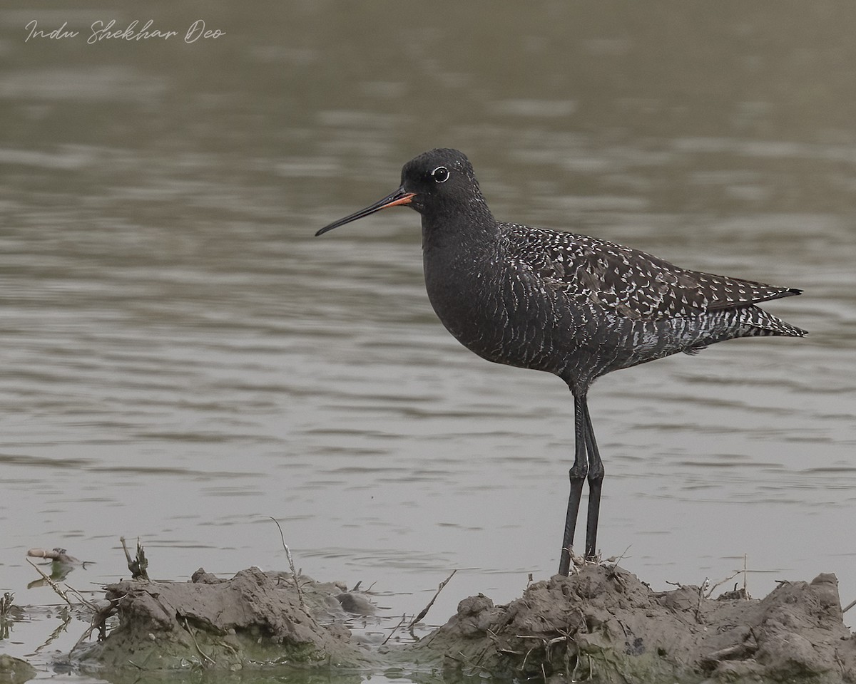 Spotted Redshank - ML555365051
