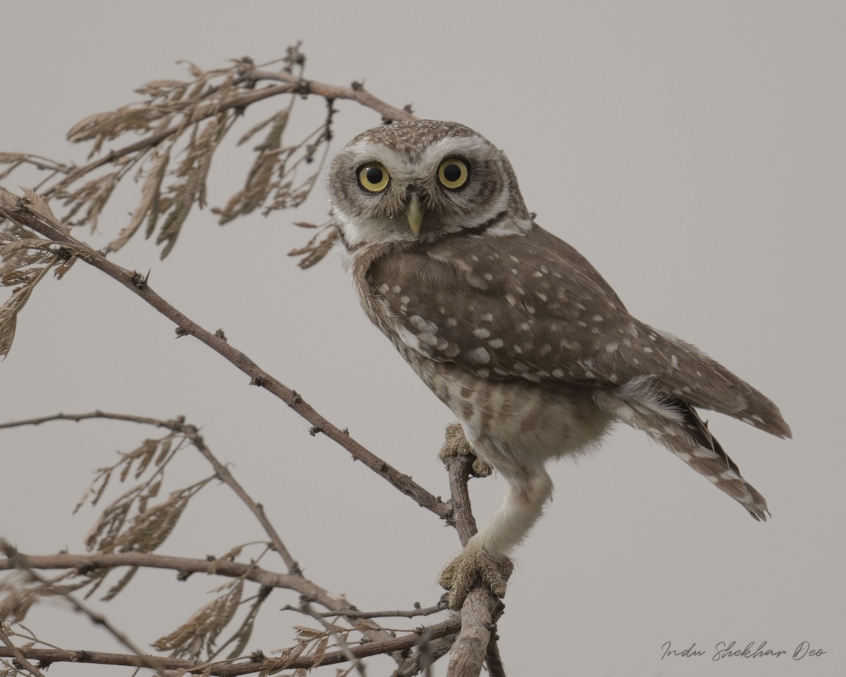 Spotted Owlet - ML555365251