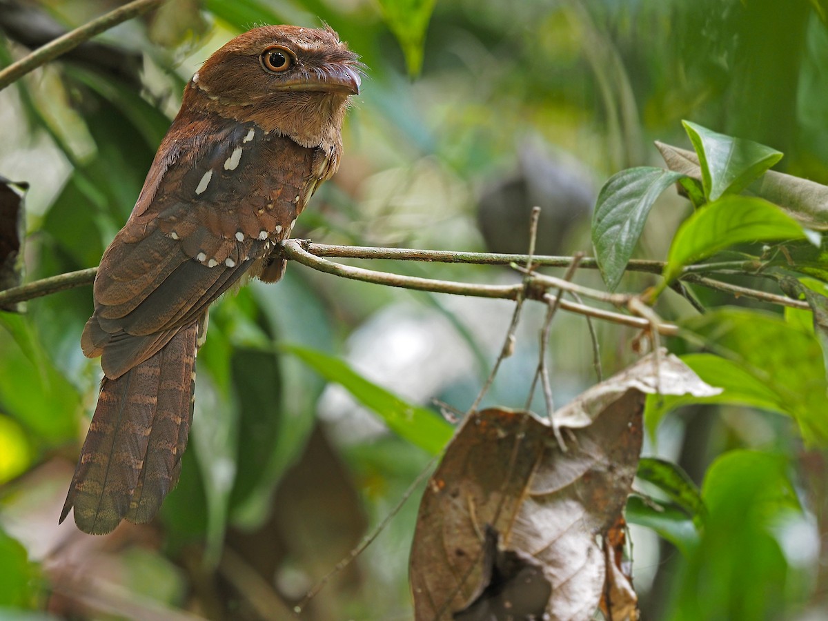 Gould's Frogmouth - ML555367891