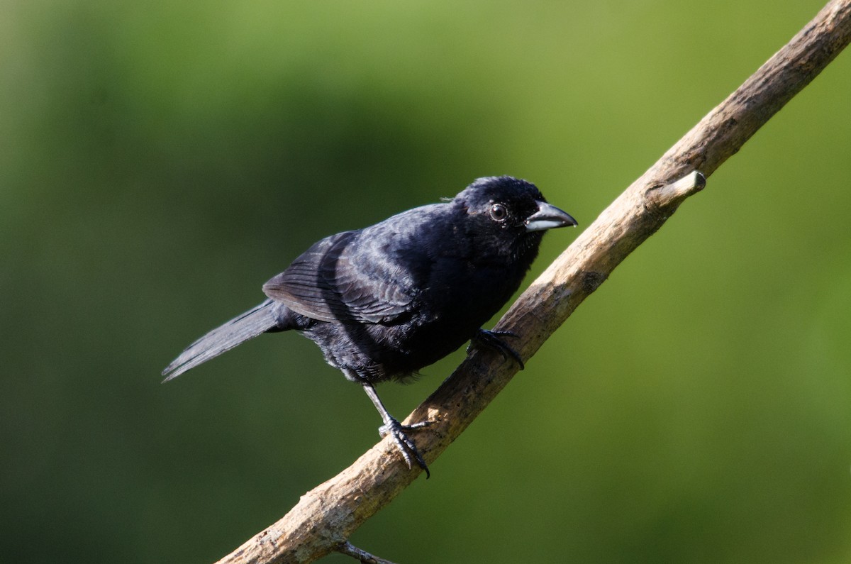 White-lined Tanager - ML55537271
