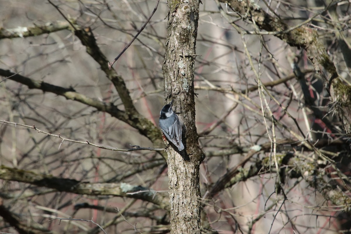 White-breasted Nuthatch - ML555377271
