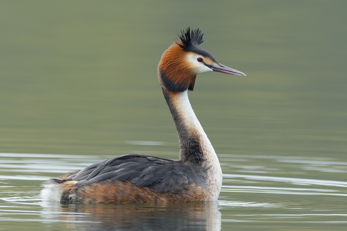 Great Crested Grebe - ML555377381