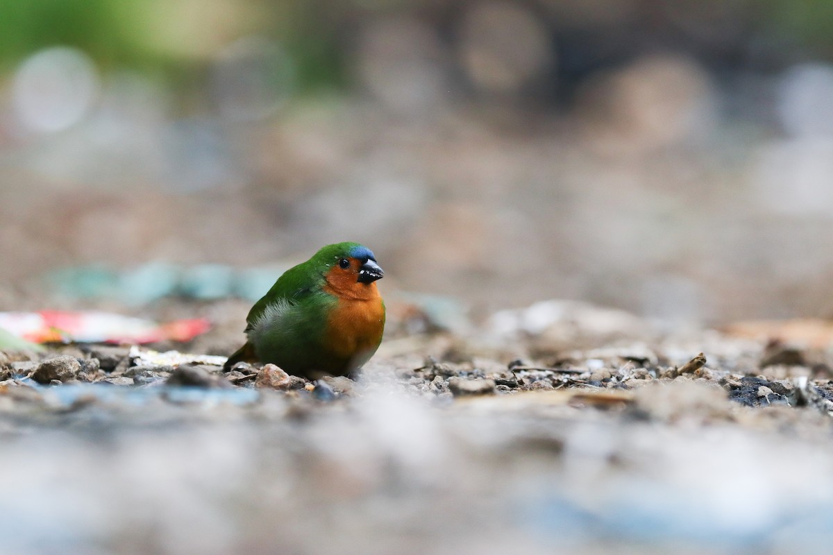 Tawny-breasted Parrotfinch - Chi-Hsuan Shao