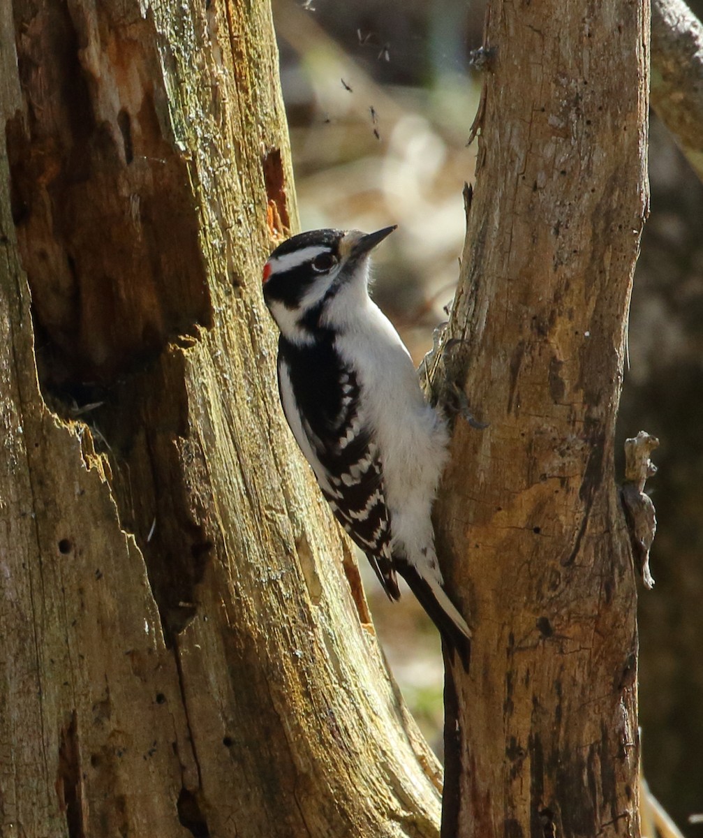 Downy Woodpecker - David Bird