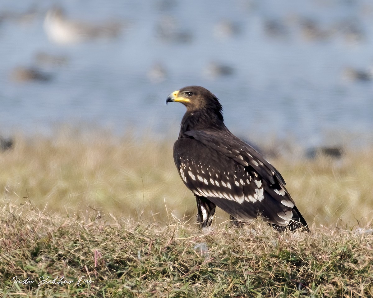 Greater Spotted Eagle - ML555381861