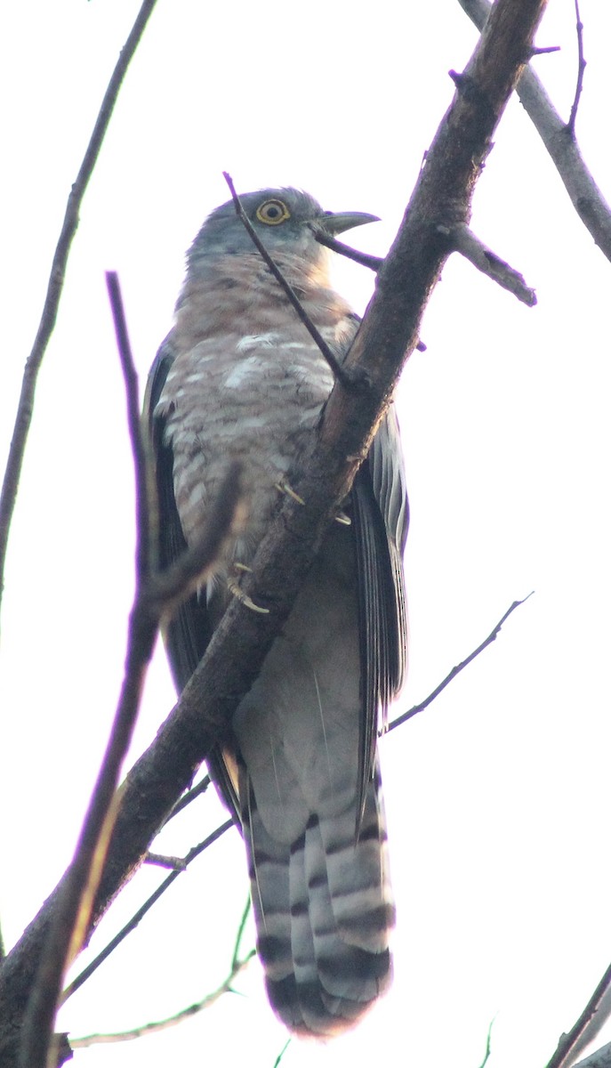 Common Hawk-Cuckoo - ML555385921