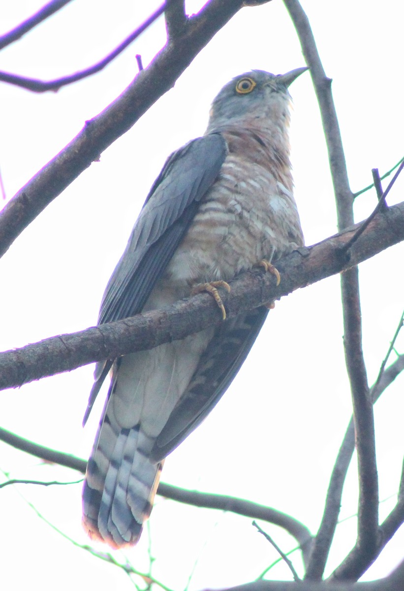 Common Hawk-Cuckoo - ML555385941