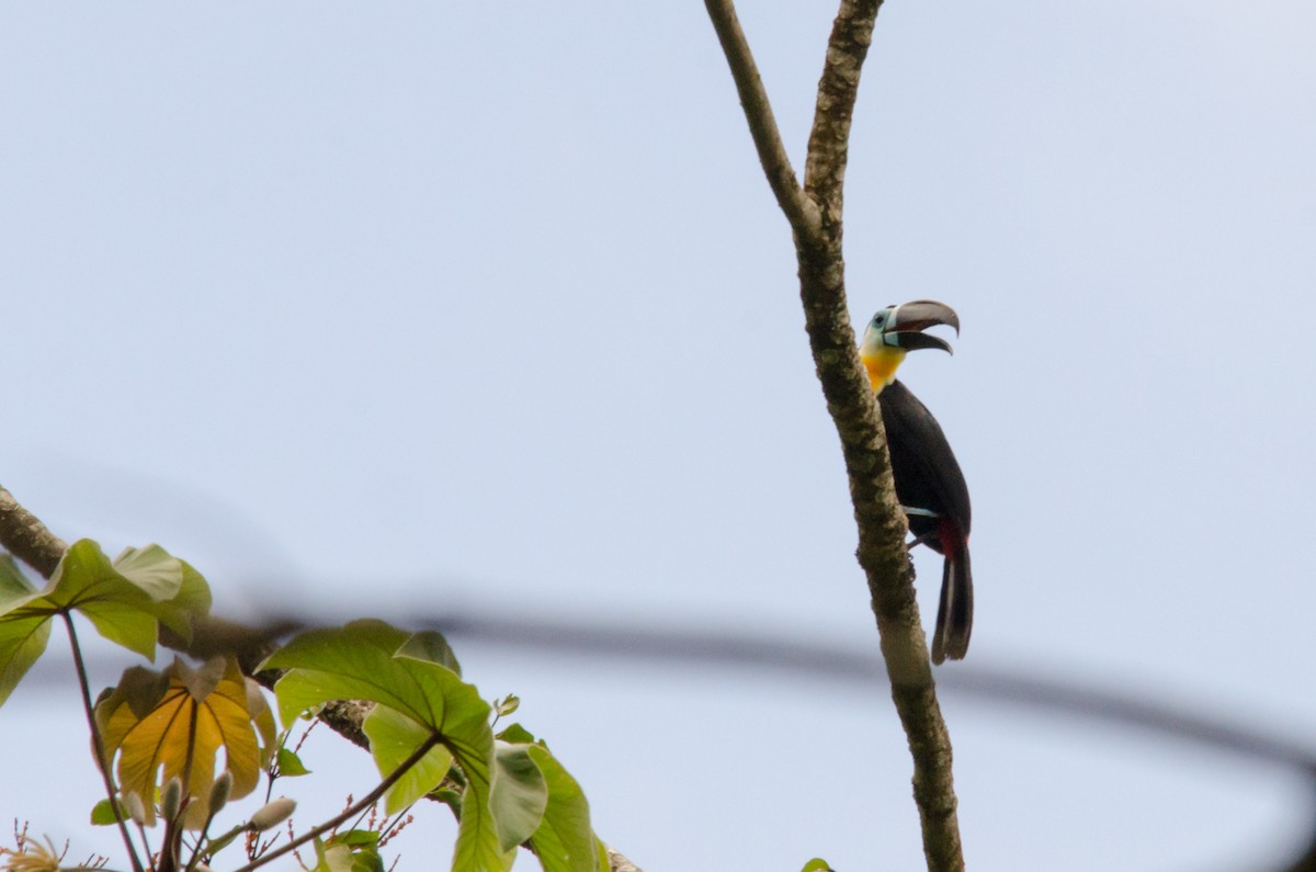 Channel-billed Toucan - Brian McGee