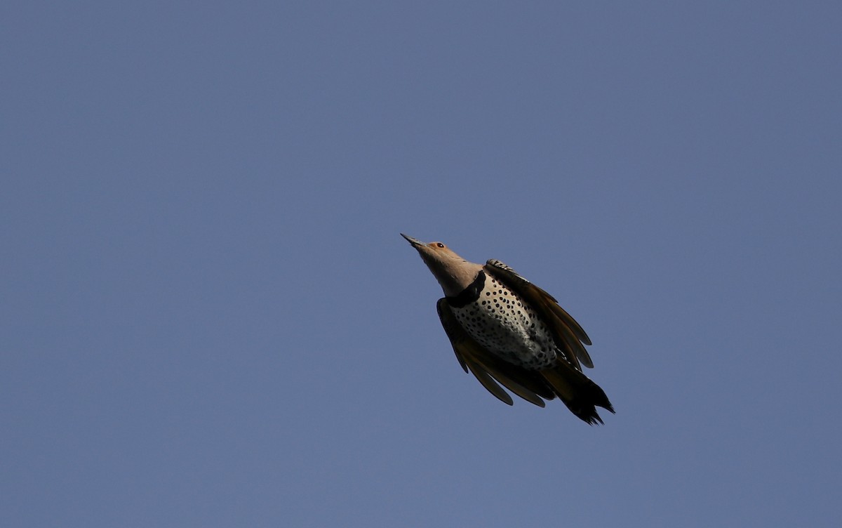 Northern Flicker (Yellow-shafted) - ML55538801
