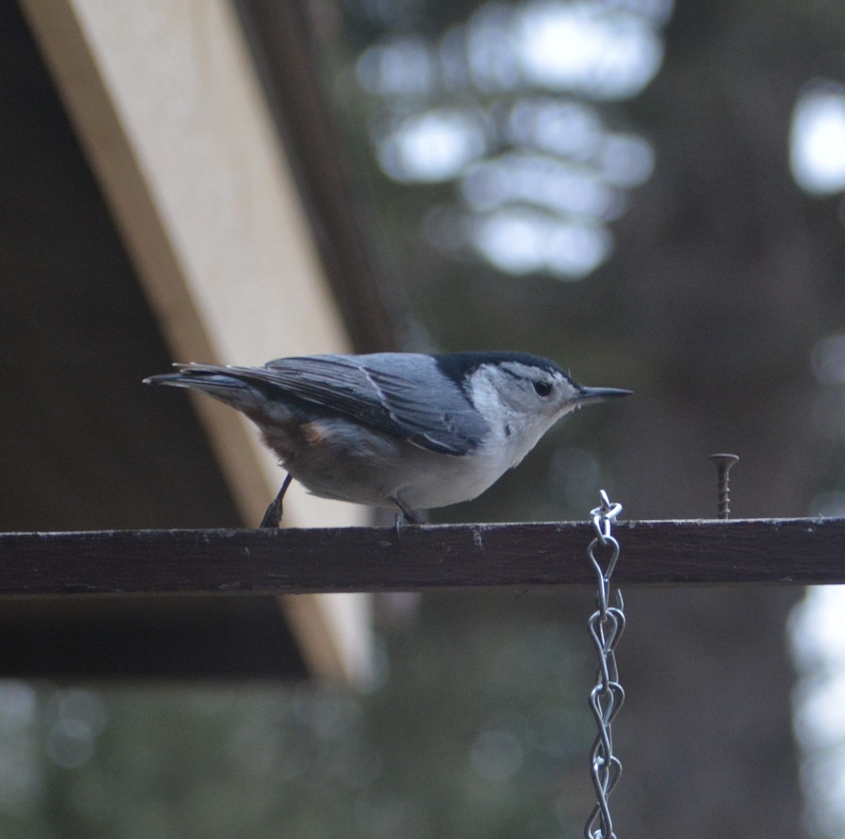 White-breasted Nuthatch - ML555388211