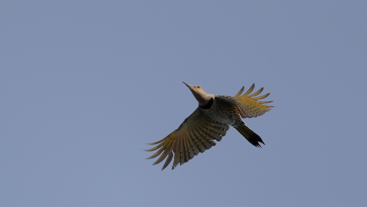 Northern Flicker (Yellow-shafted) - ML55538841