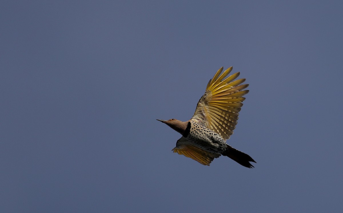 Northern Flicker (Yellow-shafted) - ML55538951