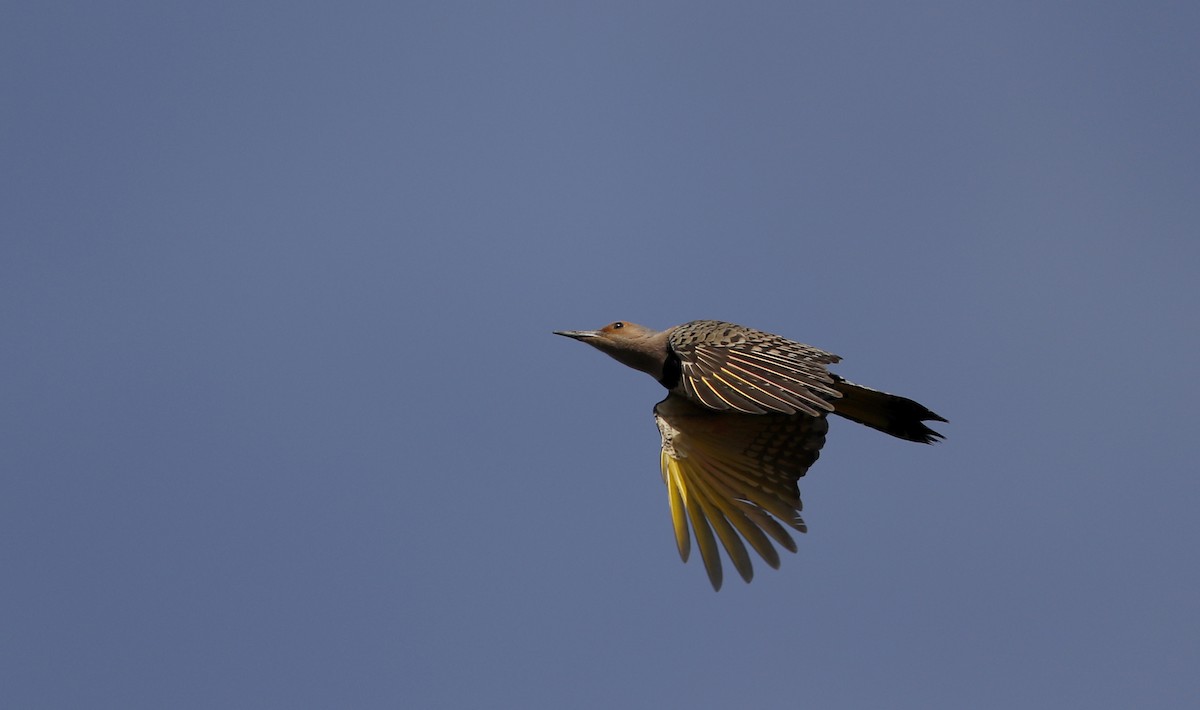 Northern Flicker (Yellow-shafted) - ML55538991