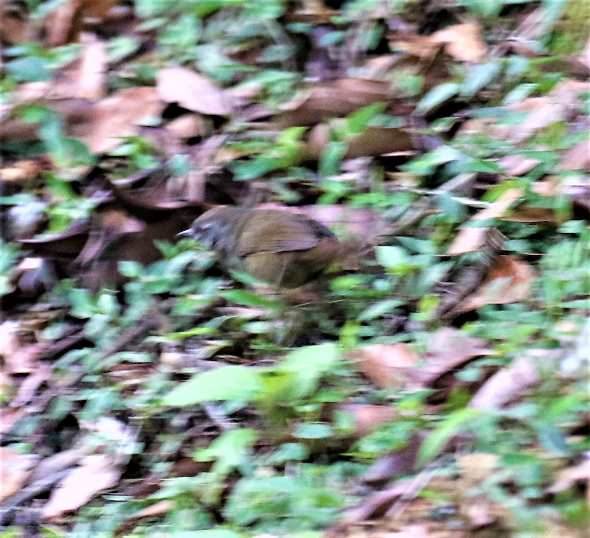 Sri Lanka Bush Warbler - ML555390341