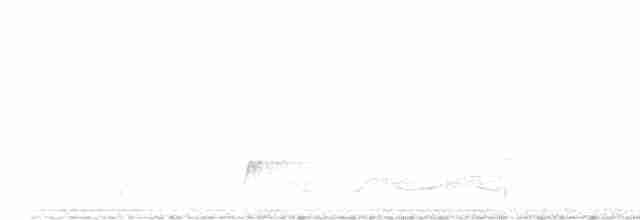 Belizenachtschwalbe - ML555391131