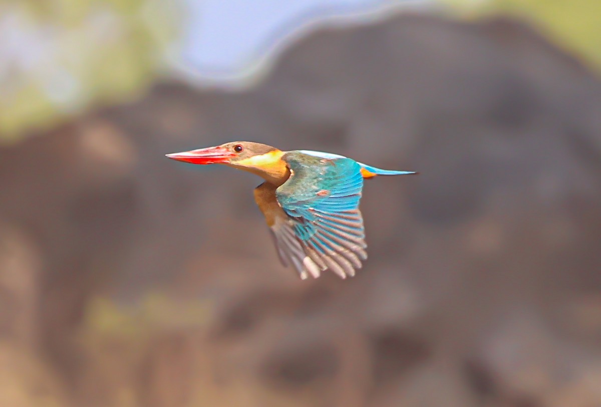 Stork-billed Kingfisher - Akshat K