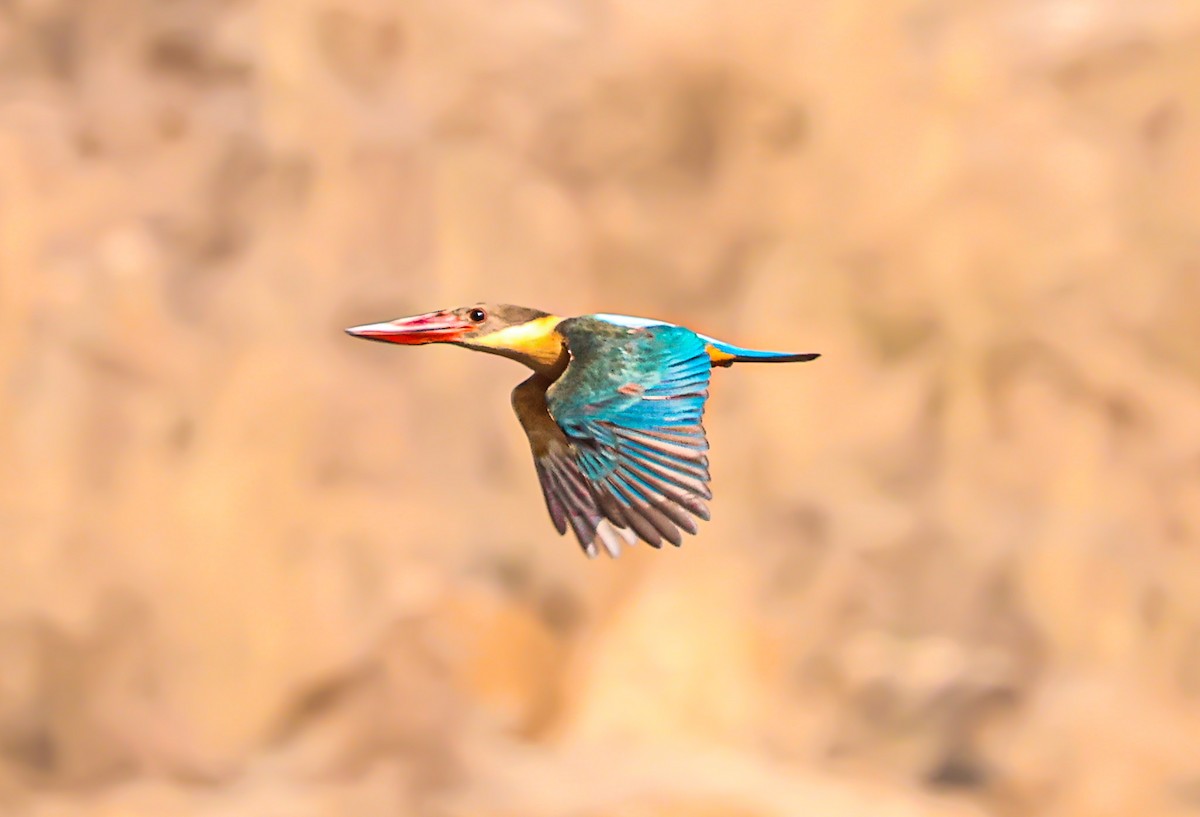 Stork-billed Kingfisher - ML555393061