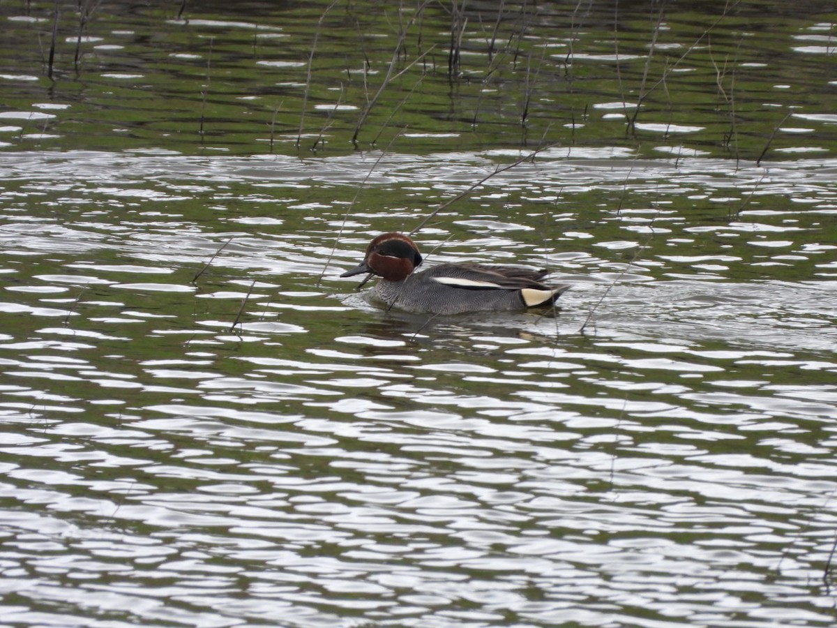 Green-winged Teal - ML555399781
