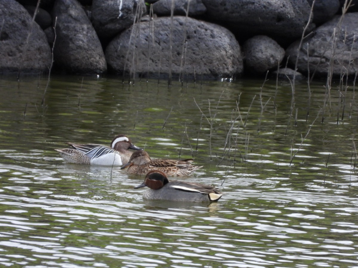Green-winged Teal - ML555399811