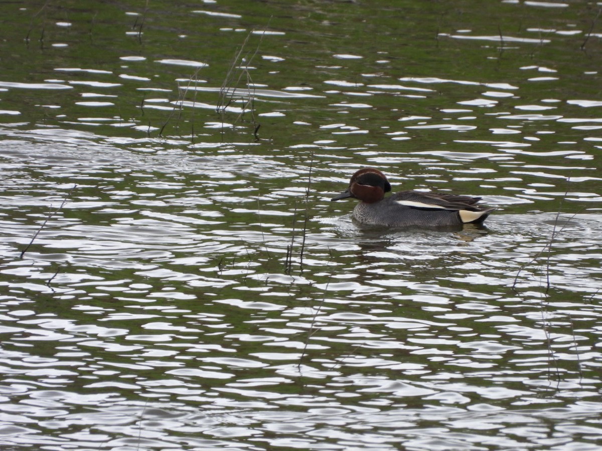 Green-winged Teal - ML555399821
