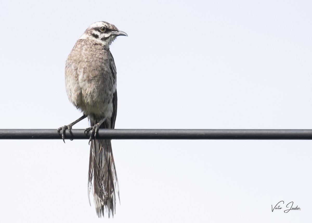 Long-tailed Mockingbird - Victor Jhanpiers Jondec Lingán