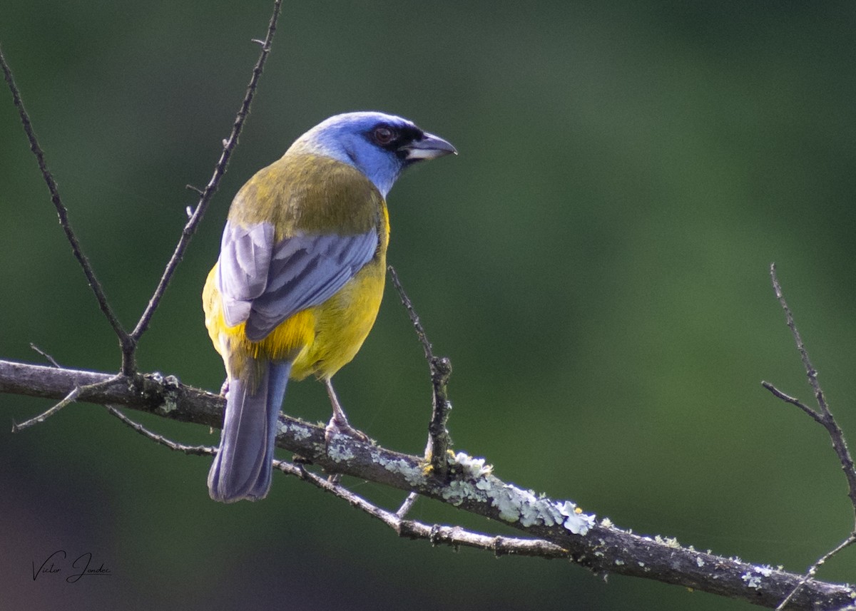 Blue-and-yellow Tanager - ML555401731