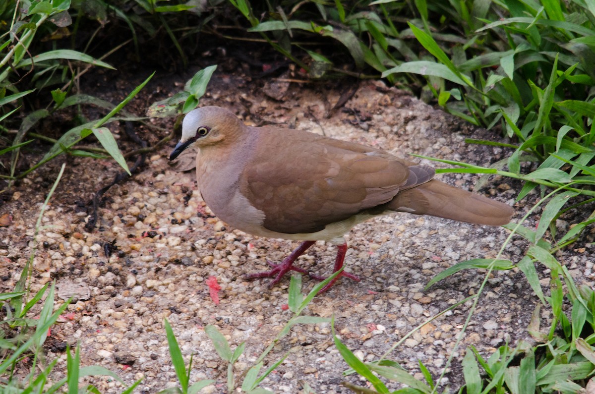 Gray-fronted Dove - ML55540321