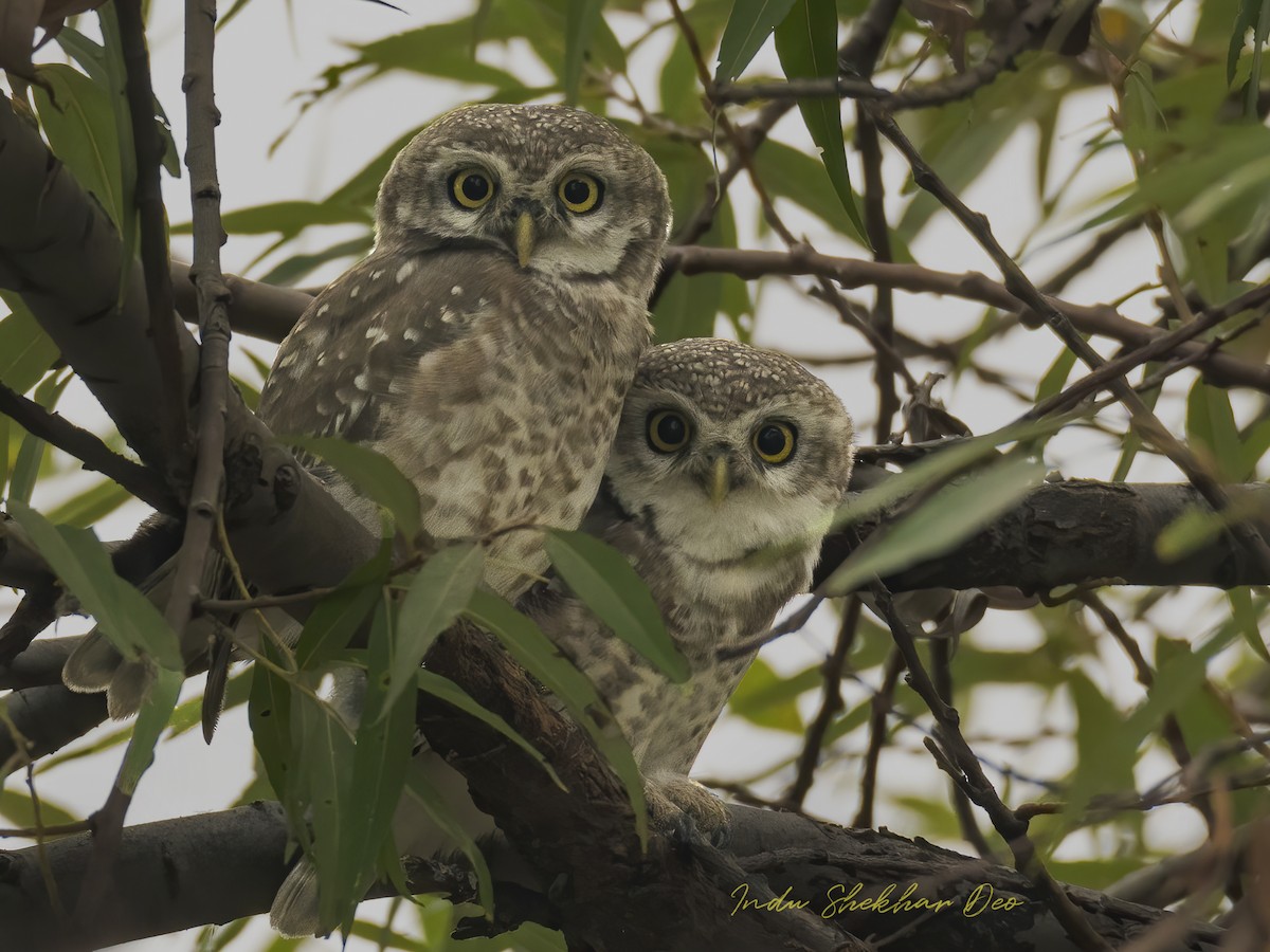 Spotted Owlet - ML555406491