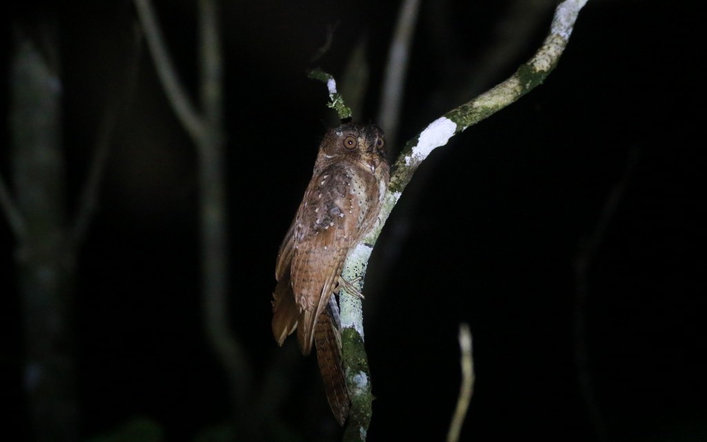 Moluccan Owlet-nightjar - Yovie Jehabut