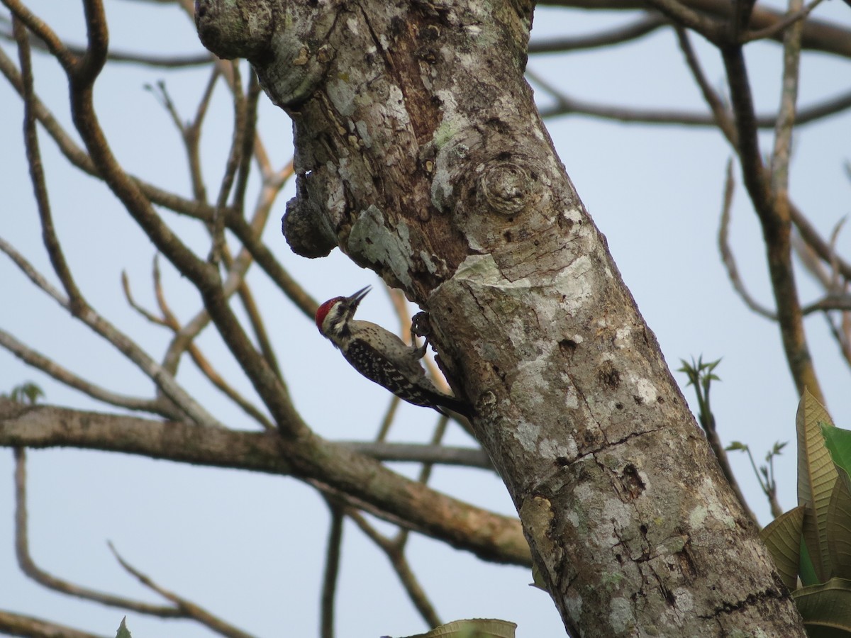 Ladder-backed Woodpecker - ML55541241