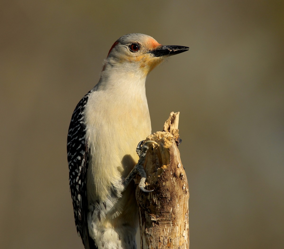 Red-bellied Woodpecker - ML55542391